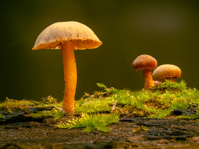 Waldpilze, forest mushrooms