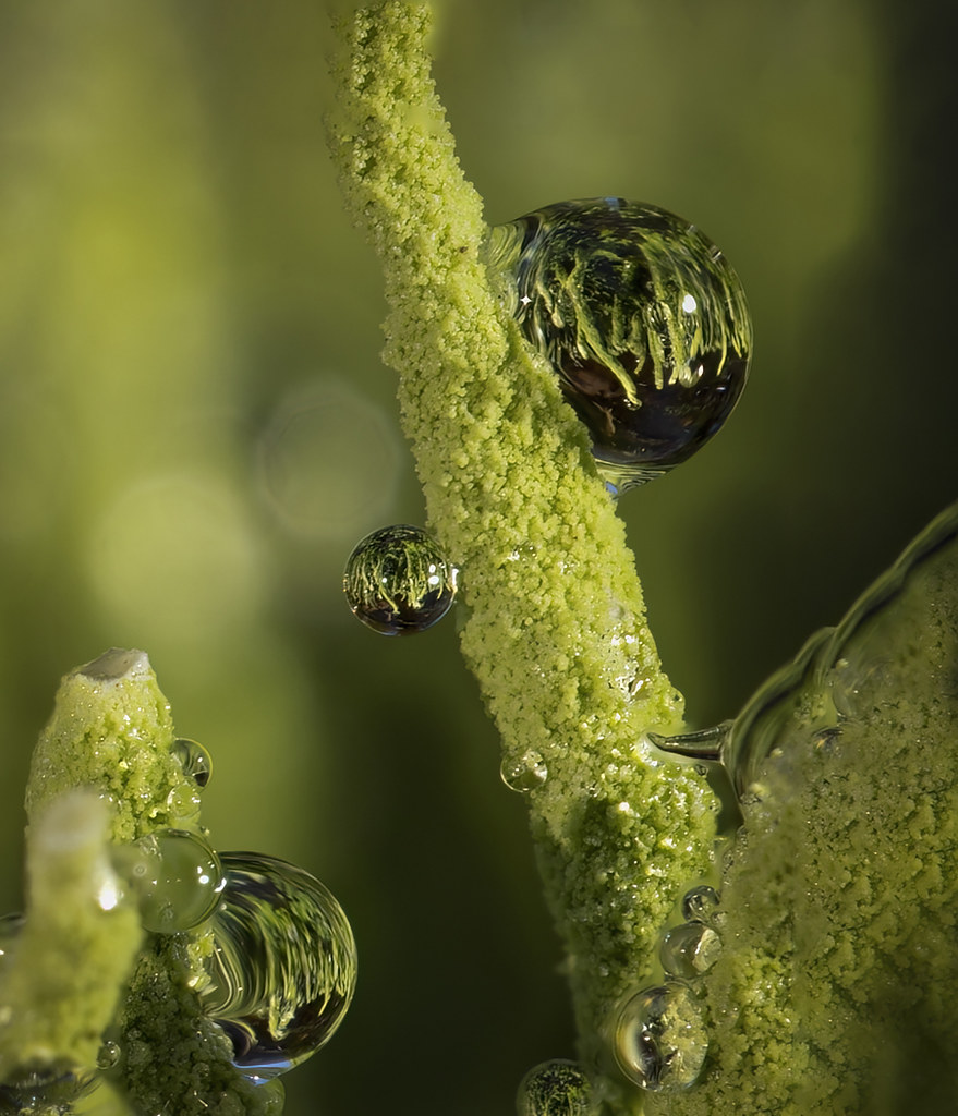 Raindrops on lichen
