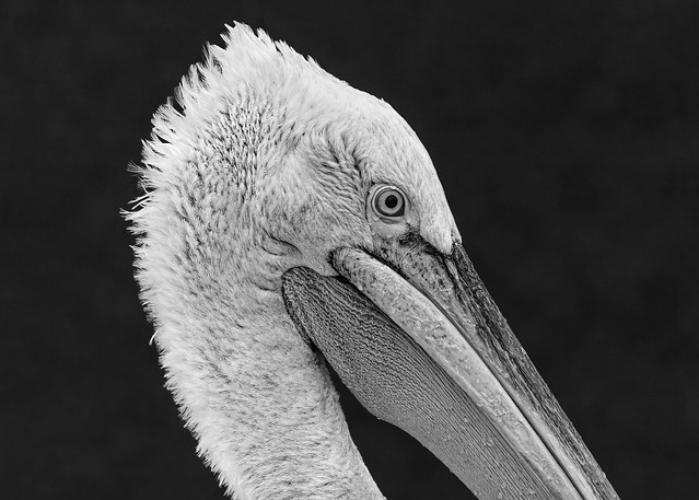 A Wonderful Bird Is The Pelican