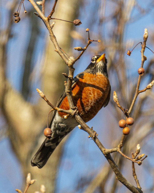 Winter Robin on the perch