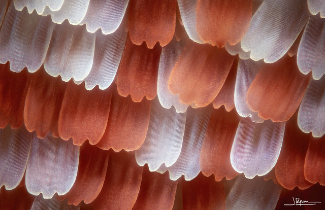 Cethosia cyane 60x