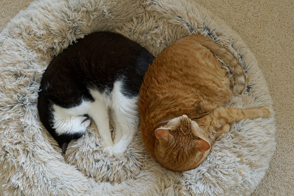 Our cats Boo and Sam sleep side-by-side on the cat bed on December 31, 2021. Original: _CAM4190.ARW