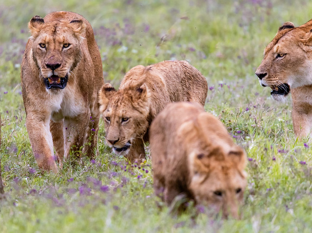 Lioness and cubs. Ngorongoro crater