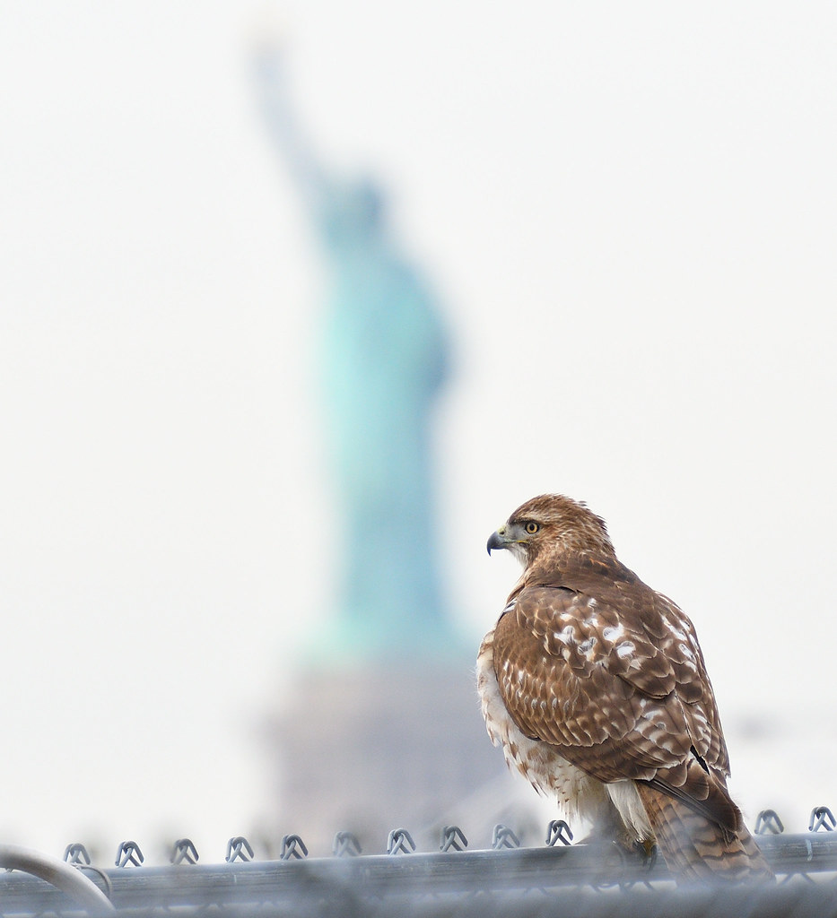 Immature red-tail and lady liberty