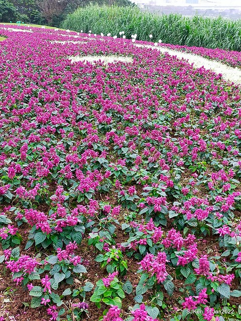 成美左岸河濱公園花海(Flower blossoms of Cheng-Me riverbank garden), Taipei, Taiwan, SJKen, Jan 11, 2022.