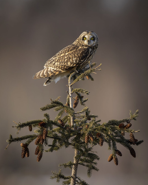 Short-eared Owl, Ontario