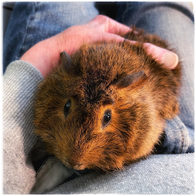 Scarlet, the Guinea Pig / Sunday Afternoon Visit - Explored!