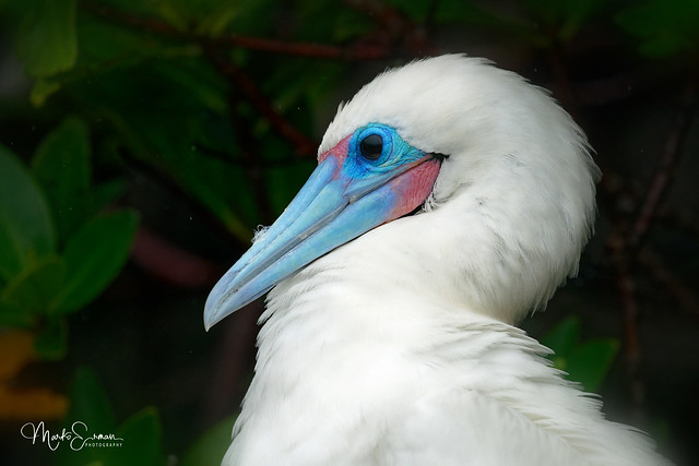 Portrait of red-footed booby