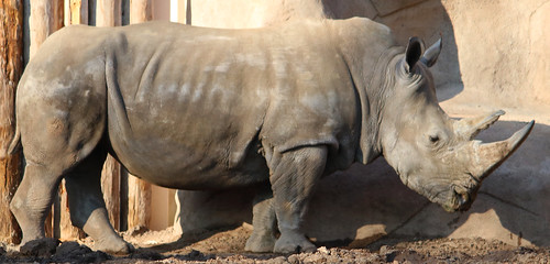 Rhinoceros Reference #11