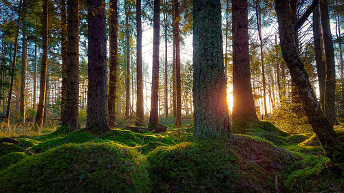 wood woods woodland forest trees dawn sunrise sunup blackisle rosshire highlands scotland sun flare moss trunks light outdoors outside countryside