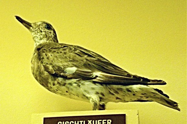 Aphriza virgata (15-9-21 Naturhistorisches Museum Wien)