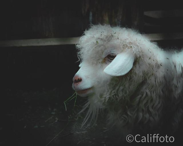 Sheep …