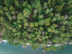 Forest | Birštonas aerial