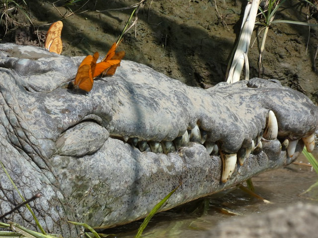 Cocodrilo con mariposas en el Cañón del Sumidero (Chiapas)