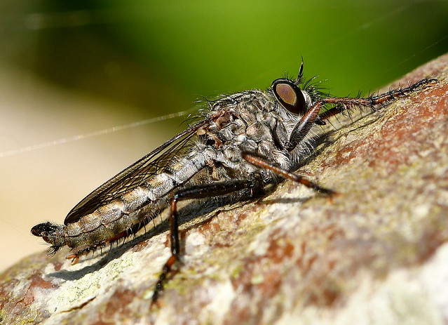 Rovfluga / Robber fly (Tolmerus atricapillus) male