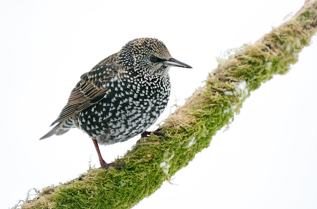 Starling in the Snow