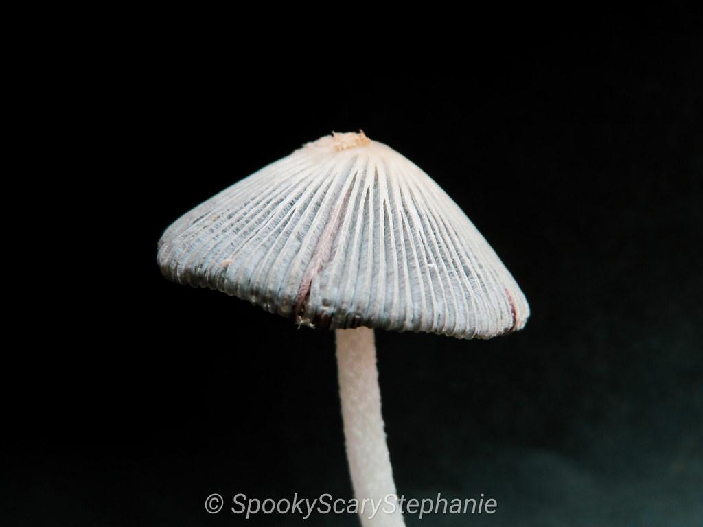 Coprinopsis cinerea - Gray Shag