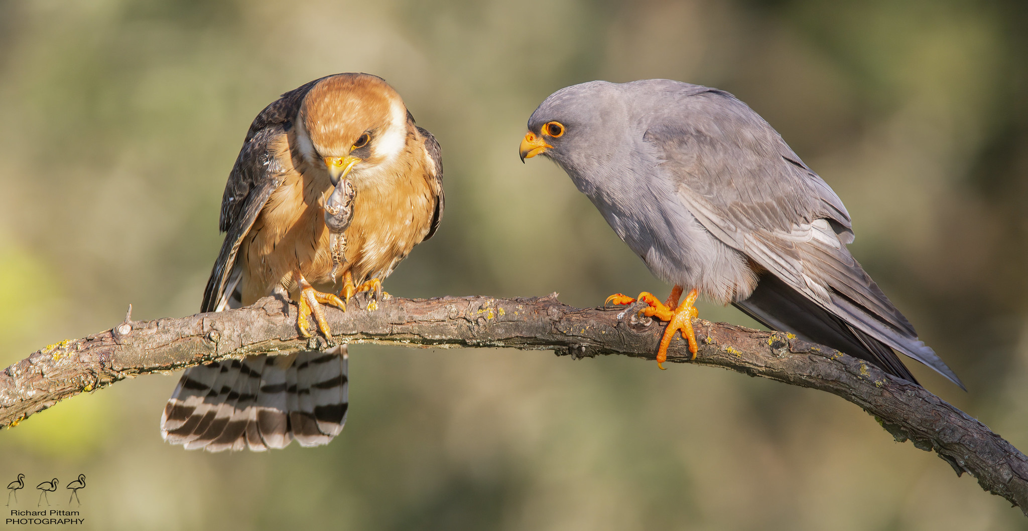 Red-footed Falcon pair