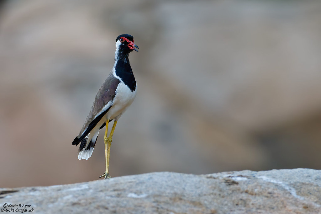 Red-wattled Lapwing, Vanellus indicus