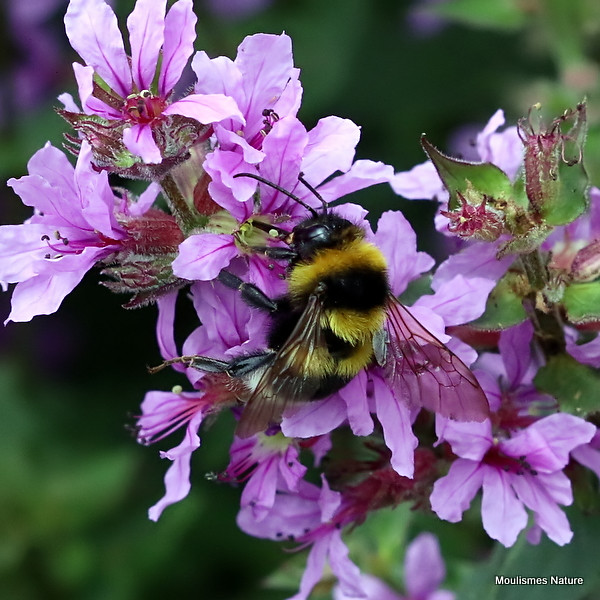 IMG_7146. Garden Bumblebee (Bombus hortorum) M