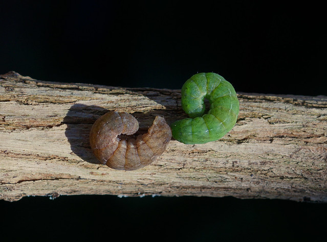Angle Shades Moth caterpillar  --- Phlogophora meticulosa ( both colour forms )