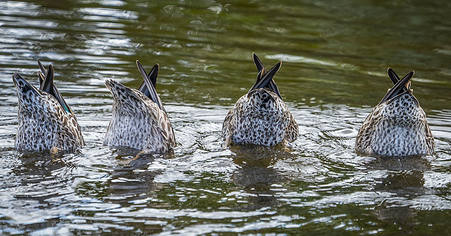 Four Teal Butts, Green Cay Nature Preserve.