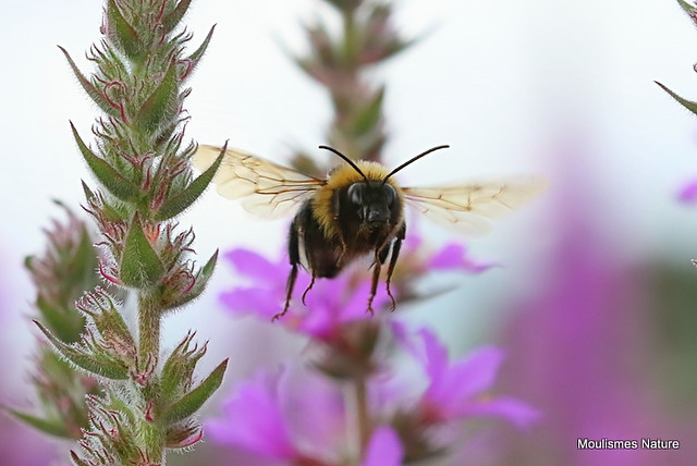 IMG_7177. Garden Bumblebee (Bombus hortorum)