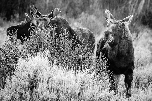 A trio of moose, Grand Teton National Park. November, 2021.