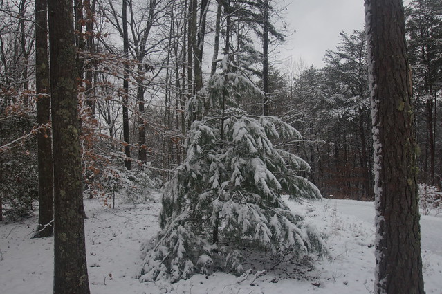 Snow Laden Tree