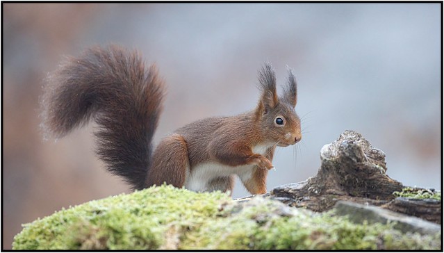 Écureuil roux / Red squirrel