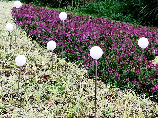 成美左岸河濱公園花海(Flower blossoms of Cheng-Me riverbank garden), Taipei, Taiwan, SJKen, Jan 11, 2022.