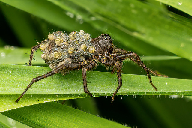 Thin-legged Wolf Spiders (Genus Pardosa) with a brood of spiderlings