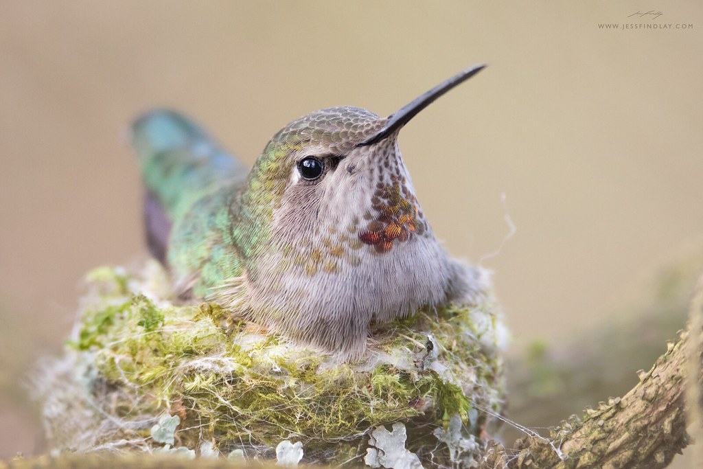 Anna's Hummingbird Nest