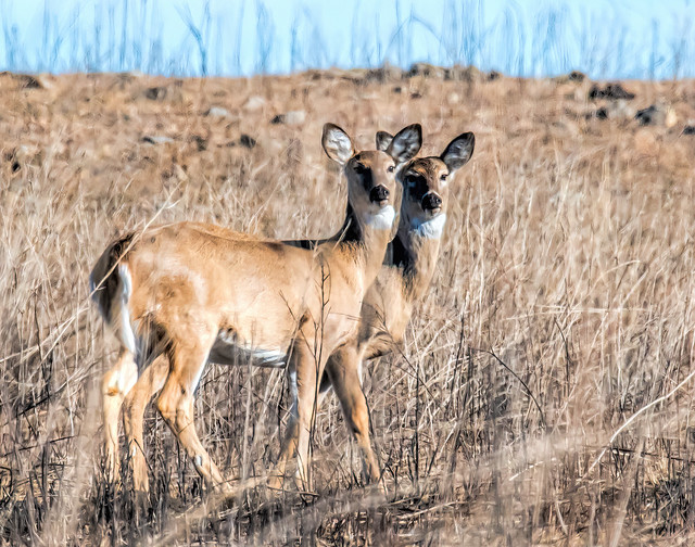 The Twins, Female White-tailed Deer.