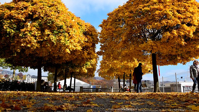 Autumn Colours - Bürkliplatz, Zürich, Switzerland 2015
