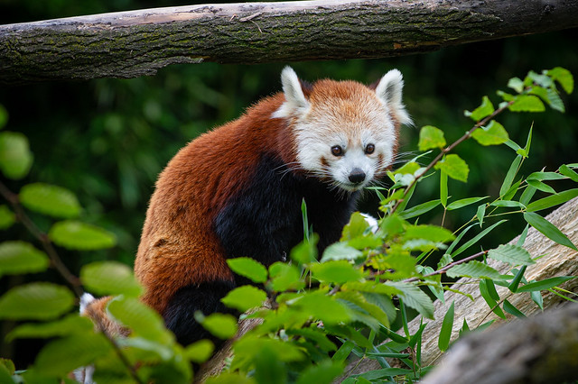 Lunch time for the red panda