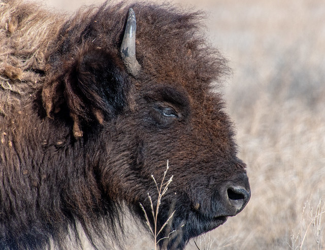 Bison at Tallgrass Prairie Preserve, Oklahoma,   Explore