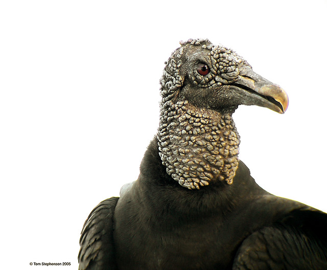 Black Vulture blavul 040830_17T