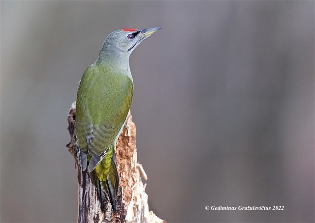 Pilkoji meleta (Picus canus) Grey-headed Woodpecker - 6F3A9362