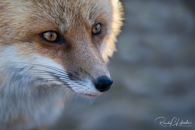 Red Fox | Vulpes Vulpes | 2022 - 11