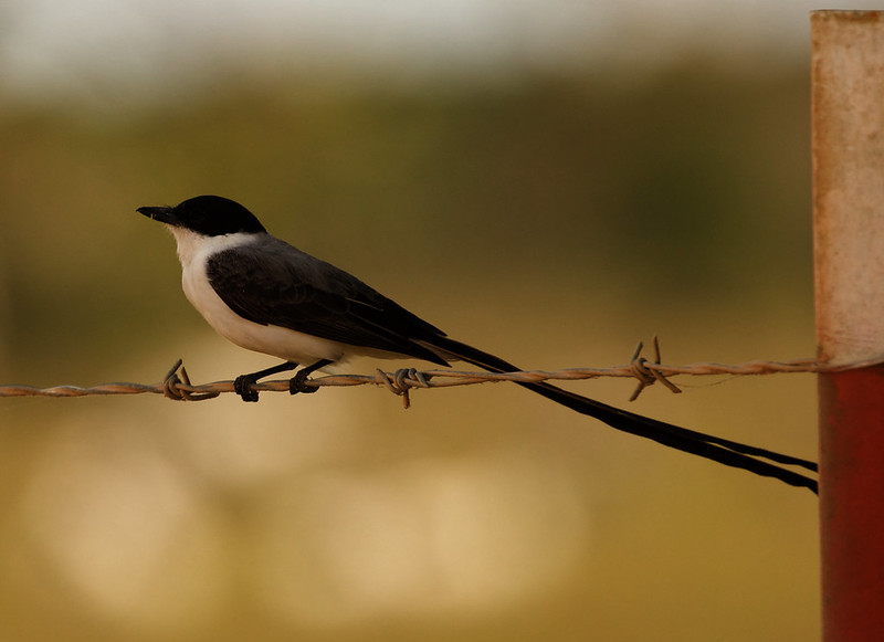 Fork-tailed Flycatcher_Tyrannus savanna_Ascanio_LLanos Colombia_DZ3A3016