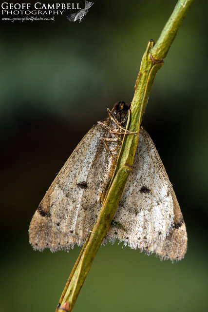 Early Moth (Theria primaria)