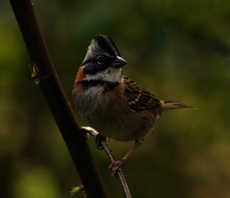 Rufous-collared Sparrow_Zonotrichia capensis_Ascanio_JArdin Colibries_Cundinamarca_Colombia_DZ3A2975