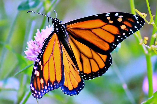 2021 Monarch Butterfly 041 - Danaus Plexippus