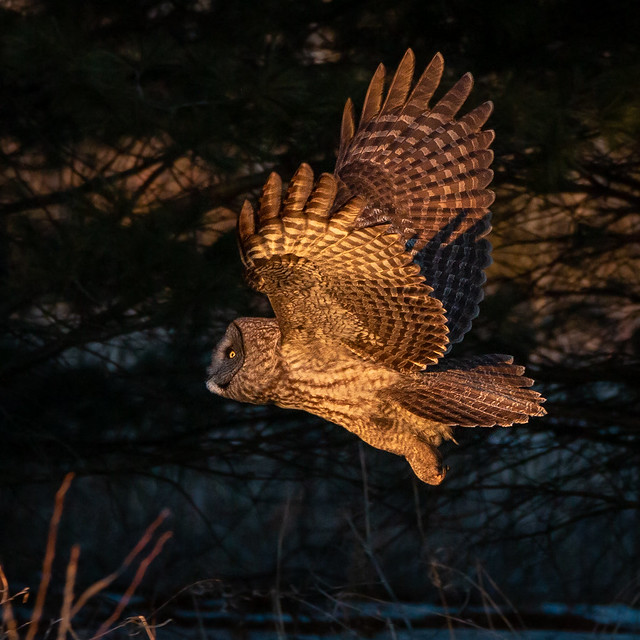 Great Gray Owl in flight - square crop-2376