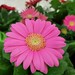 A Pink Gerbera Flower Is Always A Happy Sight For Me.