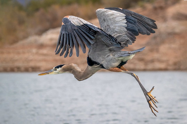 Fly away, Great blue heron, fly away!