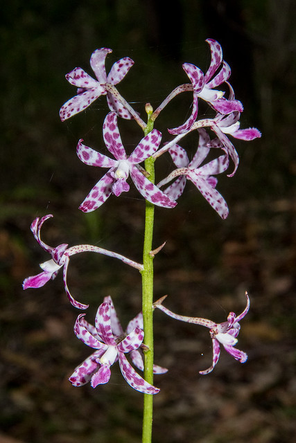 Blotched Hyacinth Orchid (Dipodium variegatum)