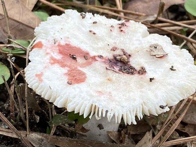 Fungi top eaten away