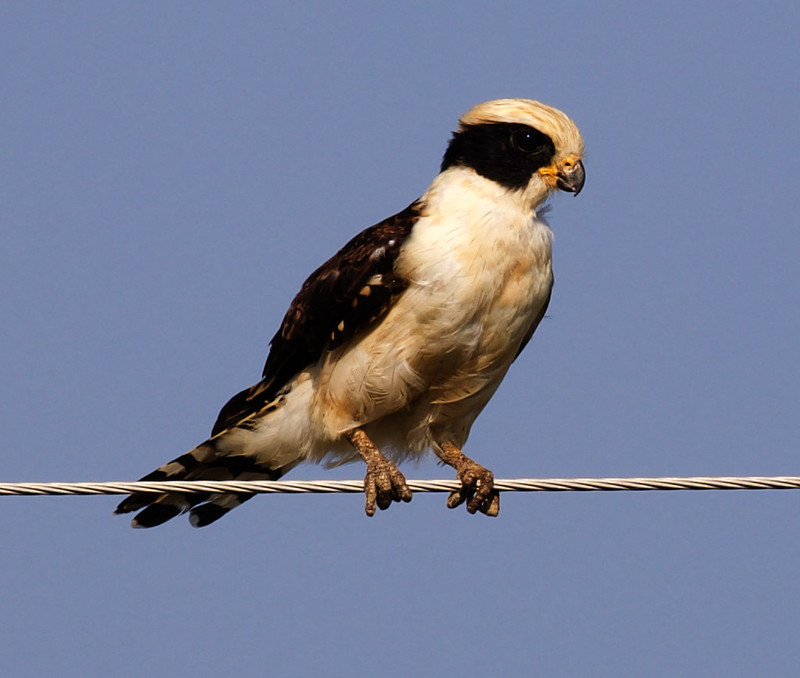 Laughing Falcon_Herpetotheres cachinnans_Ascanio_Llanos Colombia_DZ3A4138